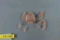 藏品(顆粒擬關公蟹)的圖片